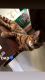 Bengal Cats for sale in Nashville, TN, USA. price: $400