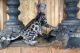 Bengal Cats for sale in Boulder, CO, USA. price: $1,000