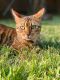 Bengal Cats for sale in San Antonio, TX, USA. price: $500