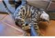 Bengal Cats for sale in Boulder, CO, USA. price: $1,000