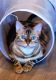 Bengal Cats for sale in Thousand Oaks, CA, USA. price: NA