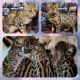 Bengal Cats for sale in York, NE 68467, USA. price: $1,500