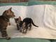 Bengal Cats for sale in Highland, CA, USA. price: $750