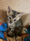 Bengal Cats for sale in Bucyrus, OH 44820, USA. price: $1,500