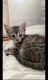 Bengal Cats for sale in 32742 Alipaz St #18, San Juan Capistrano, CA 92675, USA. price: NA
