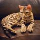 Bengal Cats for sale in Arvada, CO, USA. price: $1,500