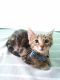 Bengal Cats for sale in Cromwell, CT, USA. price: $800