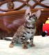Bengal Cats for sale in Ramsey, MN 55303, USA. price: $1,600