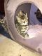 Bengal Cats for sale in Highland, CA, USA. price: $1,400