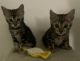 Bengal Cats for sale in Wheeling, IL, USA. price: NA