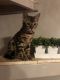 Bengal Cats for sale in 15 Pine View Ln, Orwigsburg, PA 17961, USA. price: NA