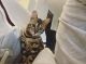 Bengal Cats for sale in Jersey City, NJ 07311, USA. price: $2,000