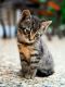 Bengal Cats for sale in Colorado Bldg, Deals Gateway, London SE13 7RD, UK. price: 850 GBP
