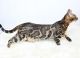 Bengal Cats for sale in Arvada, CO, USA. price: NA