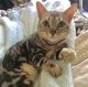 Bengal Cats for sale in Queen Creek, AZ 85140, USA. price: NA