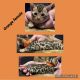 Bengal Cats for sale in Bucyrus, OH 44820, USA. price: $1,300