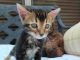 Bengal Cats for sale in Canada Life Building, 330 University Ave, Toronto, ON M5G 1R8, Canada. price: NA