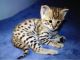 Bengal Cats for sale in Canada Life Building, 330 University Ave, Toronto, ON M5G 1R8, Canada. price: NA