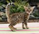 Bengal Cats for sale in Lyman Lake Shore Trail, Utah 82930, USA. price: NA