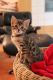 Bengal Cats for sale in Lyman Lake Shore Trail, Utah 82930, USA. price: $550