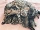 Bengal Cats for sale in Chicago Riverwalk, Chicago, IL, USA. price: $350