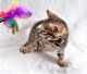 Bengal Cats for sale in Union City, CA, USA. price: $550