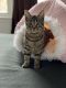 Bengal Cats for sale in Virginia Beach, VA 23451, USA. price: NA