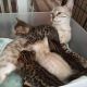 Bengal Cats for sale in Florida St, San Francisco, CA, USA. price: NA