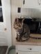 Bengal Cats for sale in Pensacola, FL 32507, USA. price: $1,000