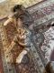 Bengal Cats for sale in Mattoon, IL 61938, USA. price: NA