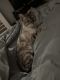 Bengal Cats for sale in St Paul, MN 55129, USA. price: $1,000