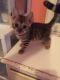 Bengal Cats for sale in Charleston, WV, USA. price: $700