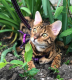 Bengal Cats for sale in California City, CA, USA. price: NA