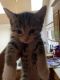 Bengal Cats for sale in Colonial Heights, VA 23834, USA. price: NA