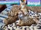 Bengal Cats for sale in Fairbanks, AK, USA. price: NA