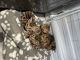 Bengal Cats for sale in Philadelphia, PA 19114, USA. price: NA