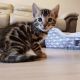 Bengal Cats for sale in Pittsburgh, PA, USA. price: $500