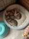 Bengal Cats for sale in Salem, MO 65560, USA. price: NA