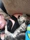 Bengal Cats for sale in Hemet, CA, USA. price: NA