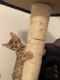 Bengal Cats for sale in Streator, IL 61364, USA. price: NA
