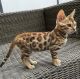 Bengal Cats for sale in 3926 Eastland Lake Dr, Richmond, TX 77406, USA. price: NA