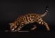 Bengal Cats for sale in Lovell, WY 82431, USA. price: NA