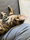 Bengal Cats for sale in Cheyenne, WY, USA. price: $800