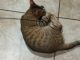 Bengal Cats for sale in Baltimore, MD, USA. price: $1,600