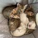 Bengal Cats for sale in Charleston, WV, USA. price: $2,000