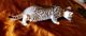 Bengal Cats for sale in Niagara County, NY, USA. price: $375