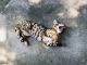 Bengal Cats for sale in Silver Spring, MD, USA. price: $300