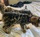 Bengal Cats for sale in Darlington, SC 29532, USA. price: NA