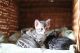 Bengal Cats for sale in Fredericksburg, PA 17026, USA. price: NA