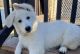 Berger Blanc Suisse Puppies for sale in Hilltop Lakes, TX 77871, USA. price: NA